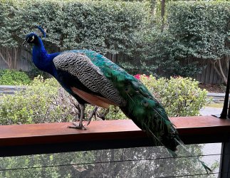 IMG_5070.jpeg