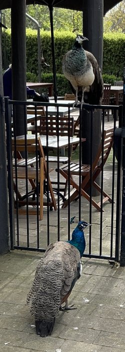 IMG_5068.jpeg
