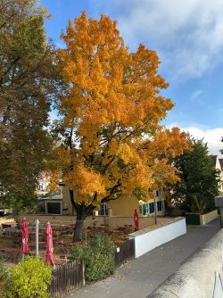 IMG_5146.jpeg