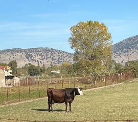 IMG_5342.jpeg