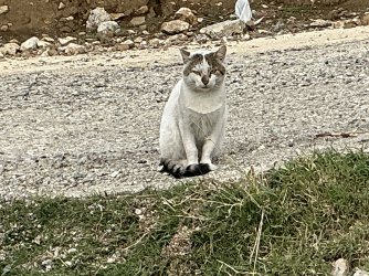 IMG_5387.jpeg