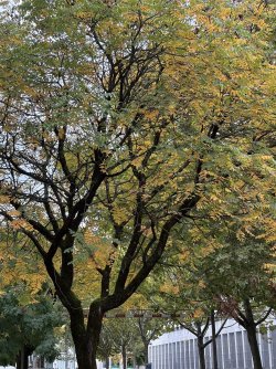 IMG_4439.jpg IMG_4439.jpg