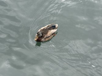 IMG_4457.jpg IMG_4457.jpg