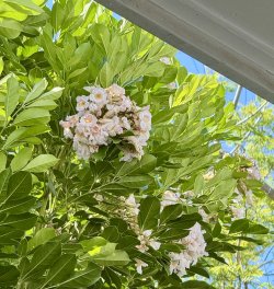 IMG_2416.jpeg IMG_2416.jpeg