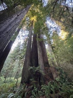 IMG_3065.jpeg IMG_3065.jpeg