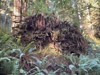 IMG_3085.jpeg IMG_3085.jpeg