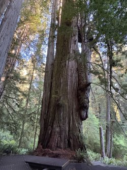 IMG_3102.jpeg IMG_3102.jpeg