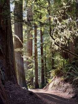 IMG_3133.jpeg IMG_3133.jpeg