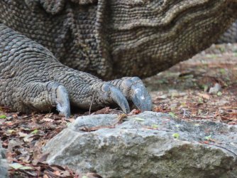 IMG_0575.JPG IMG_0575.JPG