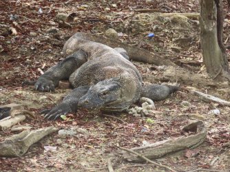 IMG_0650.JPG IMG_0650.JPG