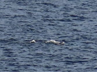 IMG_0737.JPG IMG_0737.JPG