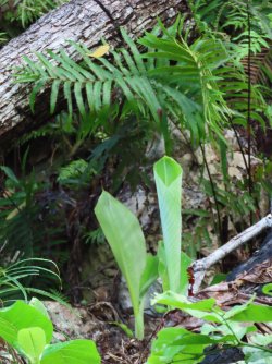 IMG_0870.JPG IMG_0870.JPG