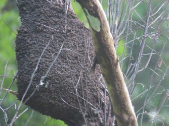 IMG_0874.JPG IMG_0874.JPG