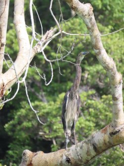 IMG_0878.JPG IMG_0878.JPG