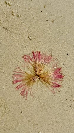 IMG_E0742.JPG IMG_E0742.JPG