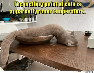 Melting Cat.png