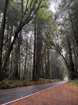 IMG_3484.jpeg IMG_3484.jpeg