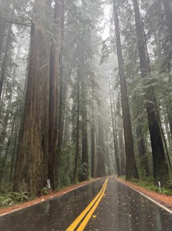 IMG_3488.jpeg IMG_3488.jpeg