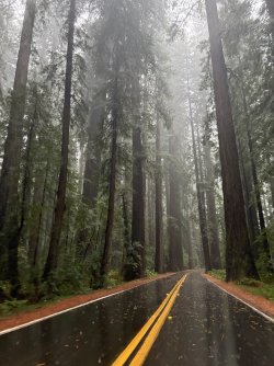 IMG_3490.jpeg IMG_3490.jpeg