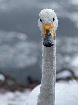 IMG_1826.jpeg IMG_1826.jpeg