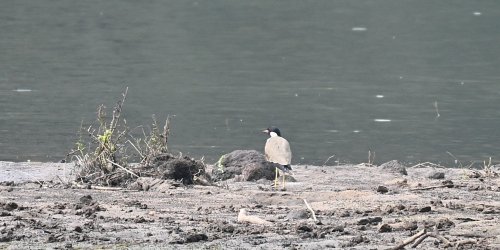 DSC_1342.JPG DSC_1342.JPG