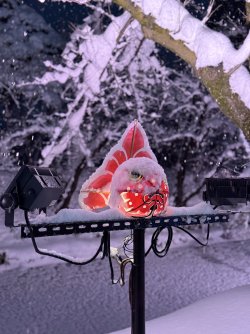 IMG_1892.jpeg IMG_1892.jpeg