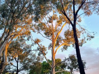 IMG_20260110_201212746_HDR_AE.jpg IMG_20260110_201212746_HDR_AE.jpg