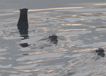 P6091381.JPG P6091381.JPG