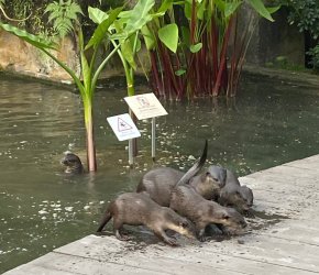 thumbnail_IMG_0564.jpg thumbnail_IMG_0564.jpg