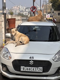 IMG_8980.jpeg IMG_8980.jpeg