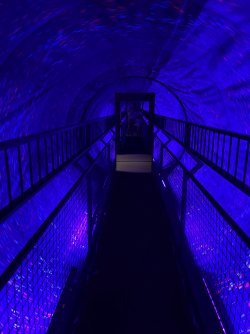 IMG_7116.jpeg IMG_7116.jpeg