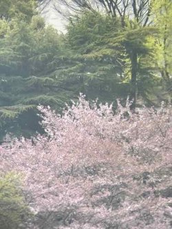 IMG_4078 (1).jpeg IMG_4078 (1).jpeg