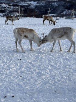 IMG_3167.jpeg IMG_3167.jpeg