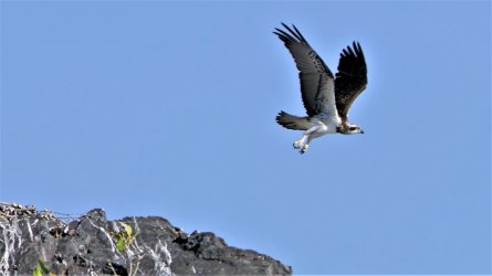 03 AM Iron Islands (45) Osprey takes off.JPG