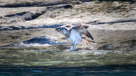 04 Doubtful Bay (45) Ospreys bathtime PJ.jpg