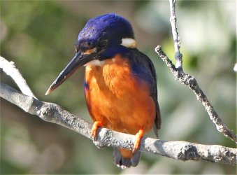 06 Porosus Creek (102) Azure Kingfisher MS .JPG