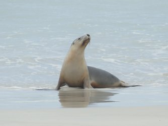 Day 3 - Kangaroo Island, Seal Bay 26.11.23 - Anita (2).JPG