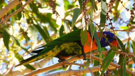 Day8 AM Yirrkala NT 04.04.26 JA (39) Red-collared Lorikeet.JPG