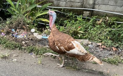 IMG_9299.jpeg