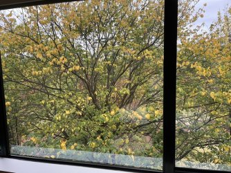 IMG_5365.jpeg