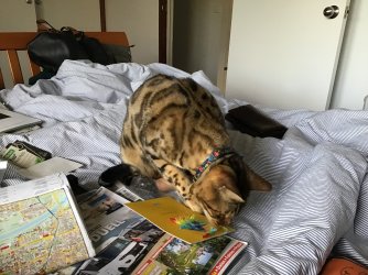 IMG_6278.jpeg