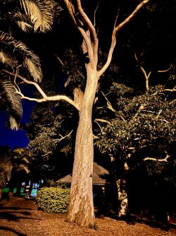 IMG_8392.jpeg