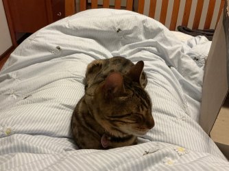 IMG_9396.jpeg