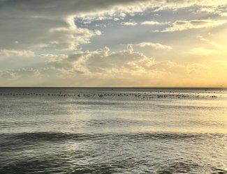 IMG_8298.jpeg