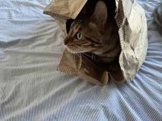 IMG_9408.jpeg