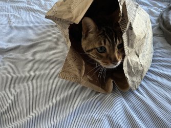 IMG_9406.jpeg