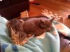 kitty.jpg