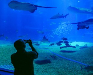 JP CM Day 05 Osaka Aquarium 13.jpg