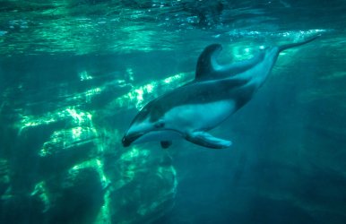 JP CM Day 05 Osaka Aquarium o1.jpg