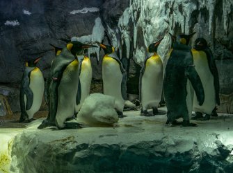 JP CM Day 05 Osaka Aquarium oo.jpg